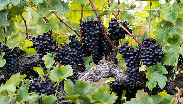 Depuis 1935 Petit Verdot Bordeaux AOC - Uvas