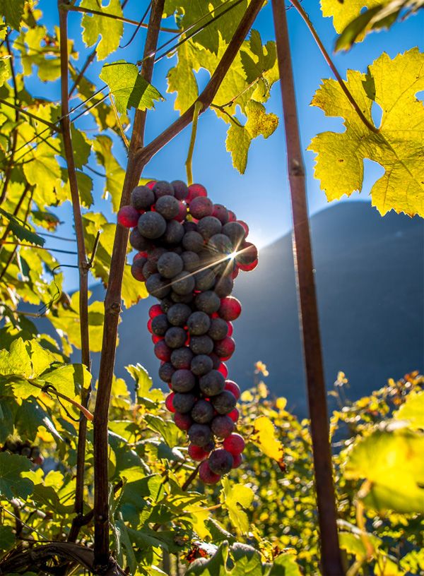 Dezzani San Carlo Barolo DOCG 2016 - Uvas