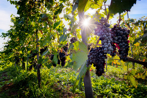 Famiglia Rediluce Toscana IGT 2016 - Terroir