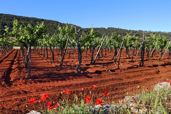 Ganuo IGT Puglia 2020 - Terroir