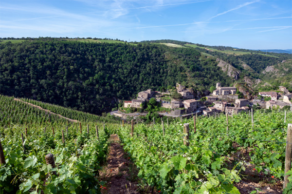 Les Dauphins Réserve Côtes du Rhône AOC 2017 - Terroir