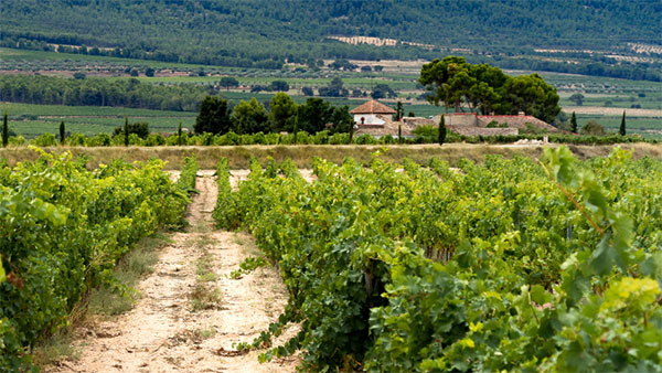 Murviedro Colección Crianza Valencia DOP 2016 - Terroir