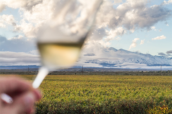 Partridge Flying Chardonnay 2021 - Degustação