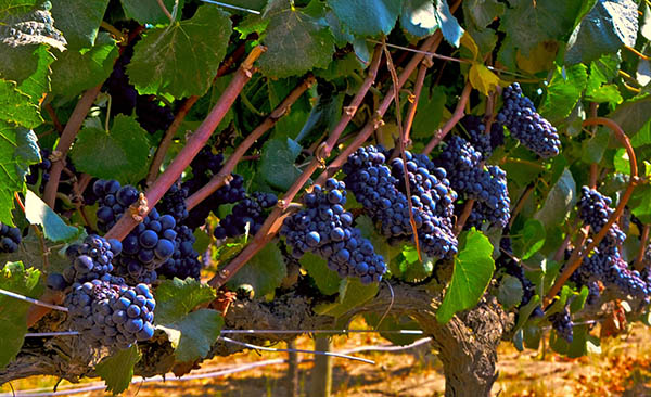 The Royalty Reserve Carmenere Central Valley DO 2020 - Uvas