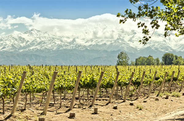 Vistalba Red Blend Vino de Corte de Nuestros Viñedos 2019 - Terroir