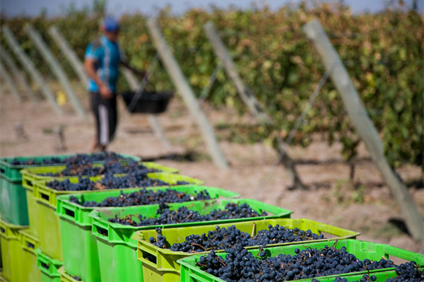 Aguaribay Malbec - Uvas