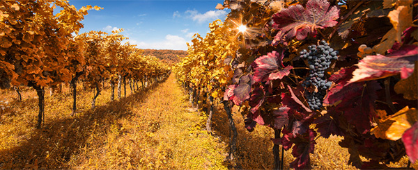 Autumn Valley Winemarker Selection Red Blend - Terroir