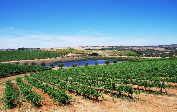 Cartuxa EA Tinto - Terroir