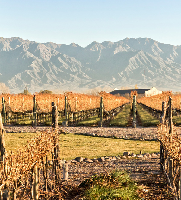 DV Catena Malbec-Malbec - Terroir