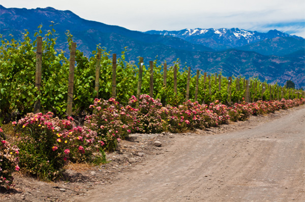 Marques De Casa Concha Cabernet Sauvignon 2018 - Terroir