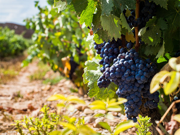 Palacio de Invierno Crianza Rioja DOCa 2016 - Uvas