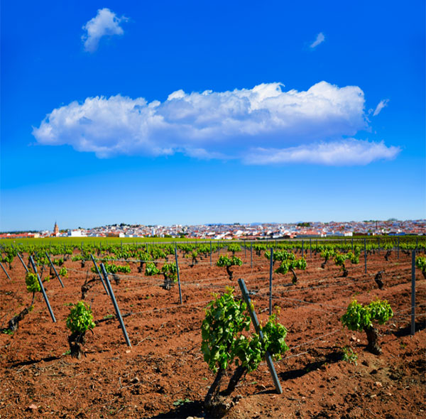 Rancho Viejo Tempranillo & Garnacha Ribera del Guadiana DO 2020 - Terroir