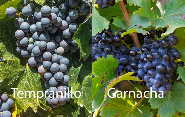 Rancho Viejo Tempranillo & Garnacha Ribera del Guadiana DO 2020 - Uvas