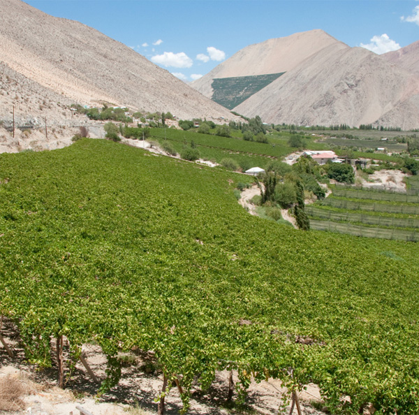 Reservado Merlot - Terroir