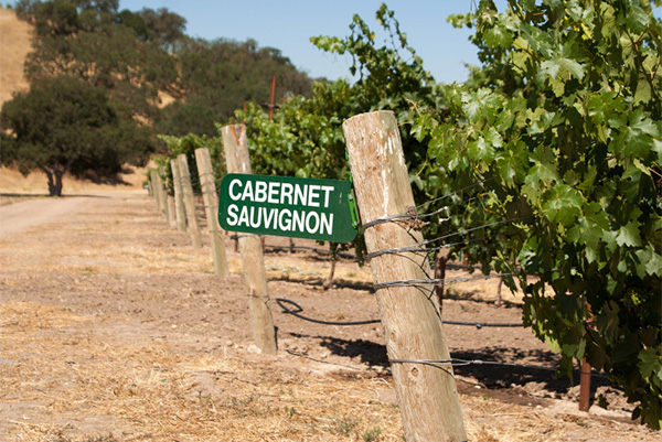 Woodbridge by Robert Mondavi Cabernet Sauvignon - Terroir