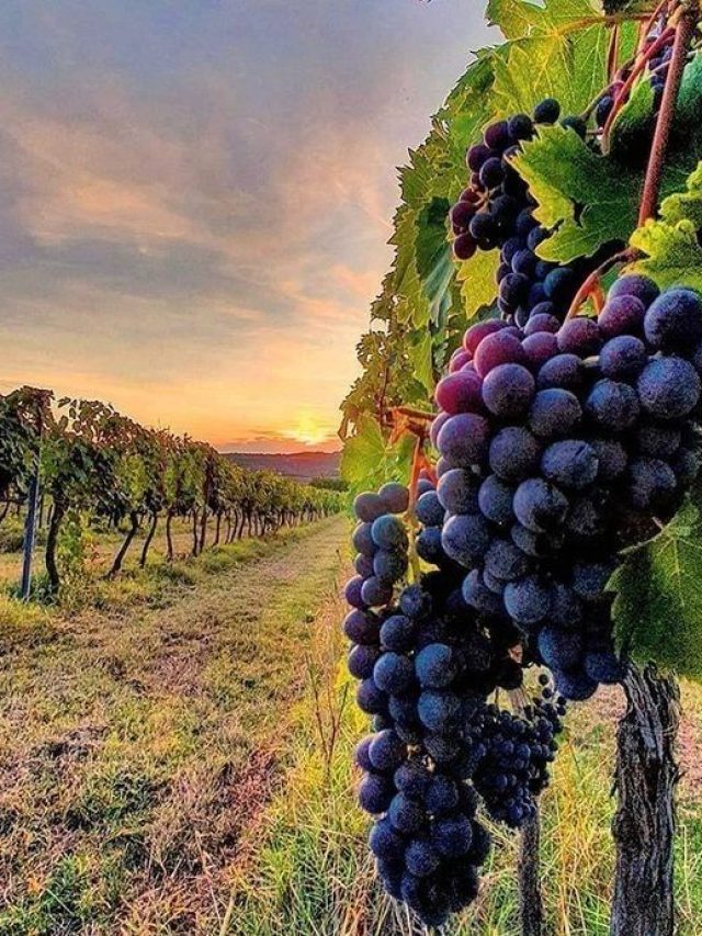 um cobiçado tinto blend lusitano por um preço espetacula