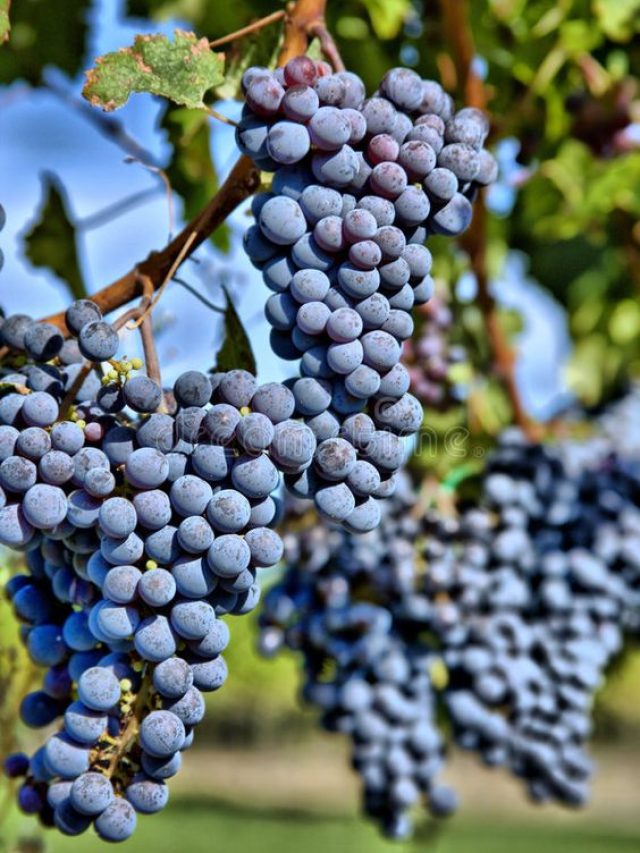 Um vinho italiano de Toscana feito por um método requintado, por um preço surpreendente