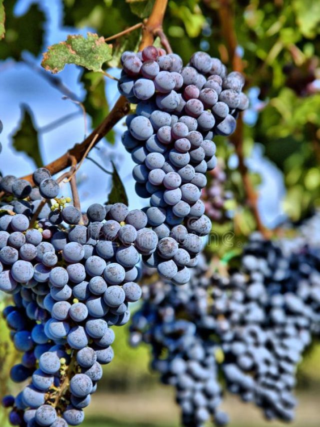 Um vinho Cabernet chileno pela metade do preço