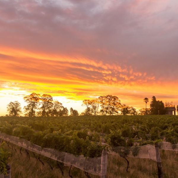 Alísios Pinot Noir 2022 - Terroir