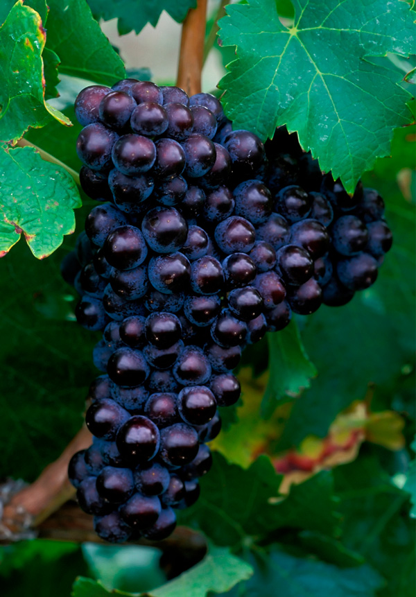 Chac Chac Cabernet Franc 2019 - Uvas