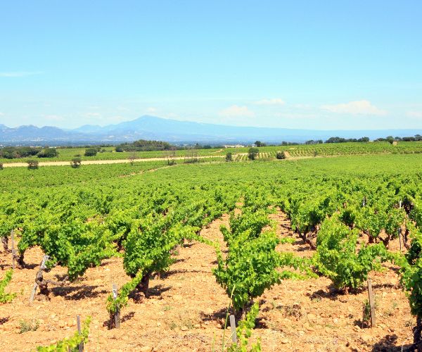 Domaine Brunely Vieilles Vignes Châteauneuf-du-Pape AOP 2020 - Terroir