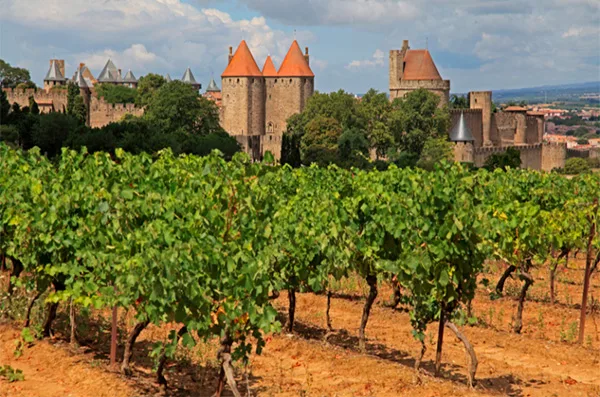 French Dog Merlot - Terroir