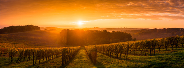 Le Cercle des Épicuriens Bordeaux AOP 2021 - Terroir