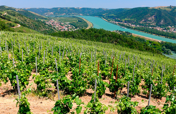 Les Pierres Côtes-du-Rhône AOP 2021 - Terroir