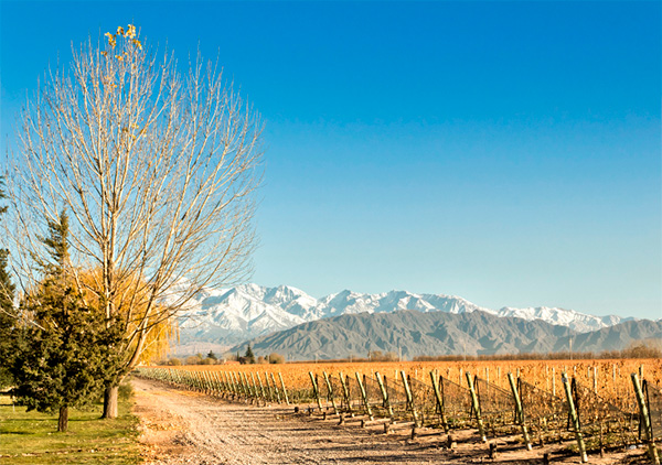 Margarita para Los Chanchos Malbec 2022 - Terroir