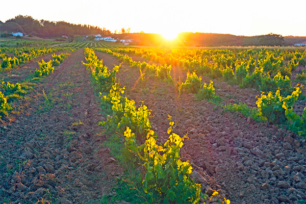 Planum Tinto Alentejo DOC 2021 - Terroir