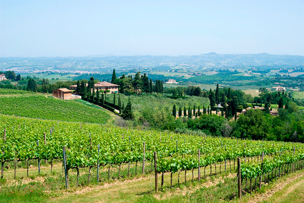 San Crispino in Fonteroma Brunello di Montalcino DOCG 2018 - Terroir