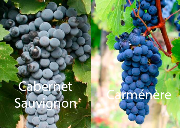 Vik A Cabernet Sauvignon 2021 - Uvas