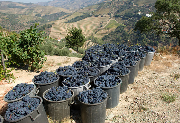 Vinho do Porto Taylor's Fine Tawny - Uvas