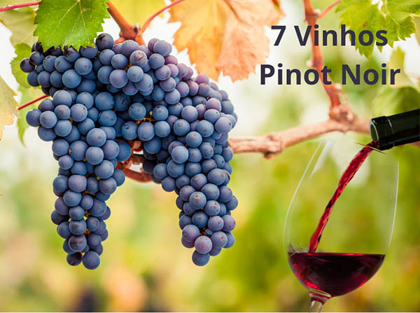 Vinhos Pinot Noir, lista dos 7 melhores rótulos