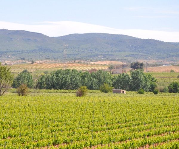 Las Aldeas Bobal - Quincha del Charco Utiel-Requena DOP 2020 - terroir