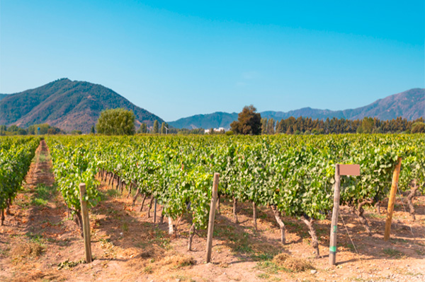 Eclipse Gran Reserva Cabernet Sauvignon Valle de Colchagua DO 2018 - Terroir