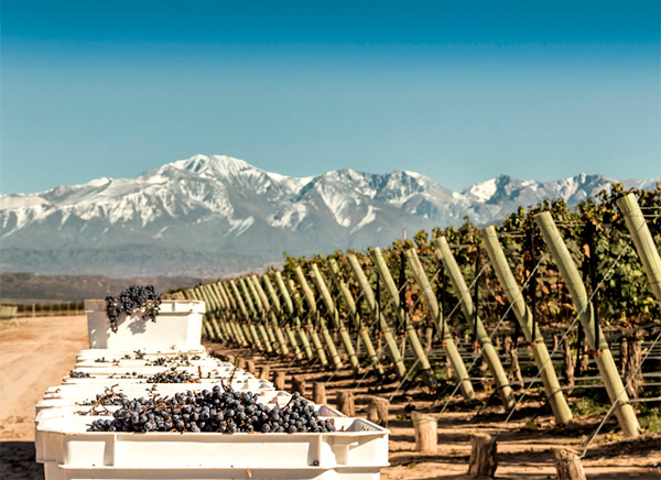 Las Perdices Reserva Malbec - Terroir