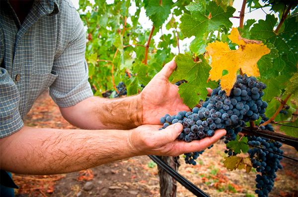 Margarita para Los Chanchos Cabernet Sauvignon 2022 - Uvas