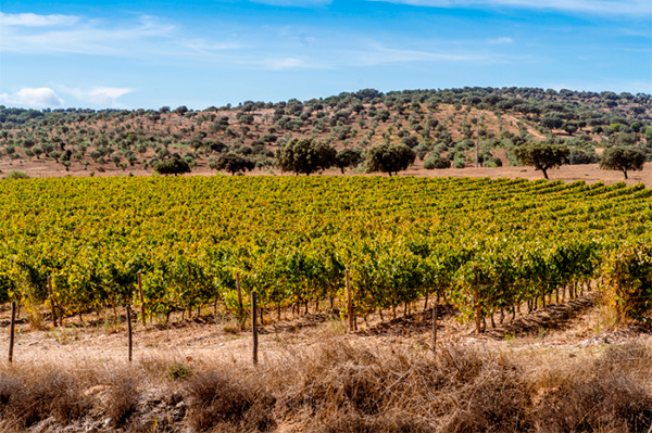 Monte Da Ravasqueira Tradição Rosé 2022 - Terroir