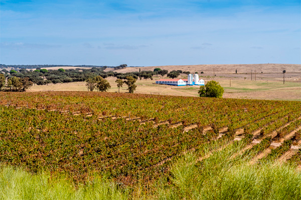 Monte Da Ravasqueira Tradição Tinto 2021 - Terroir