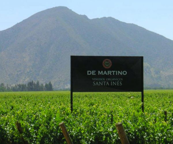 De Martino Organic Reserve Carménère Valle del Maipo D.O. 2021 - Terroir 