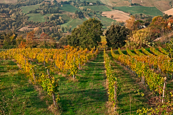 Villa Fabrizia Lambrusco Rosso Amabile - Terroir