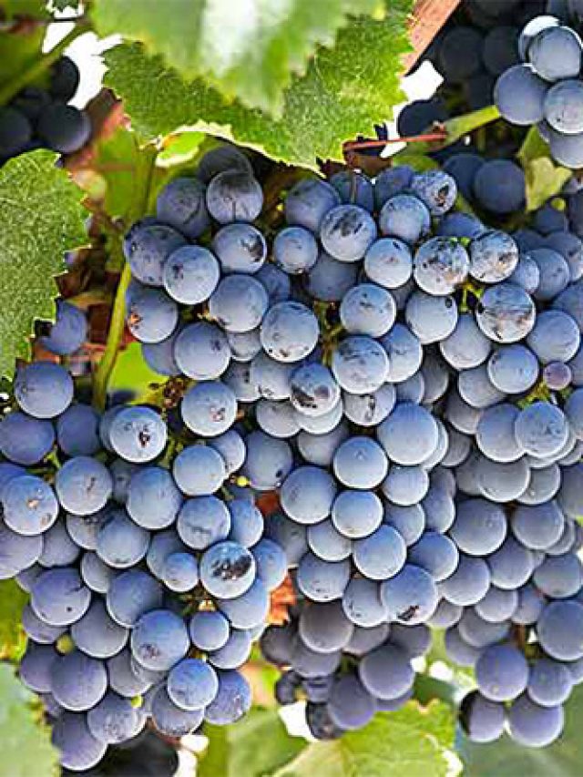 um Bonarda argentino com muito requinte, da premiada vinícola Catena Zapata, por um preço bem honesto