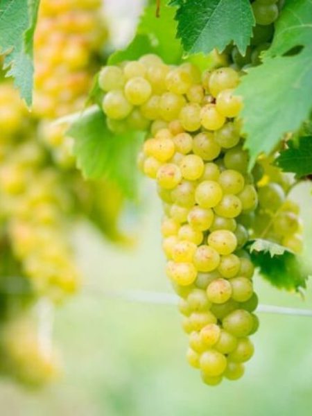 Baccolo Appassimento Bianco Puglia IGT 2021 - Uvas