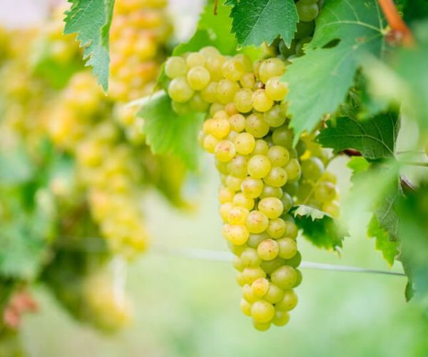 Baccolo Appassimento Bianco Puglia IGT 2021 - Uvas