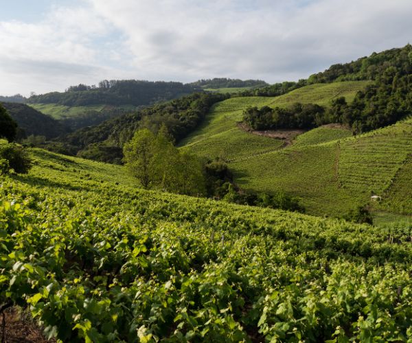 Frisante Ballade Rosé 2023 - Terroir