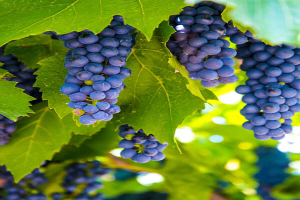 Cabernet Sauvignon - uvas