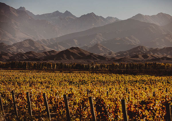 Catena Zapata Malbec Nicasia 2019 - Terroir