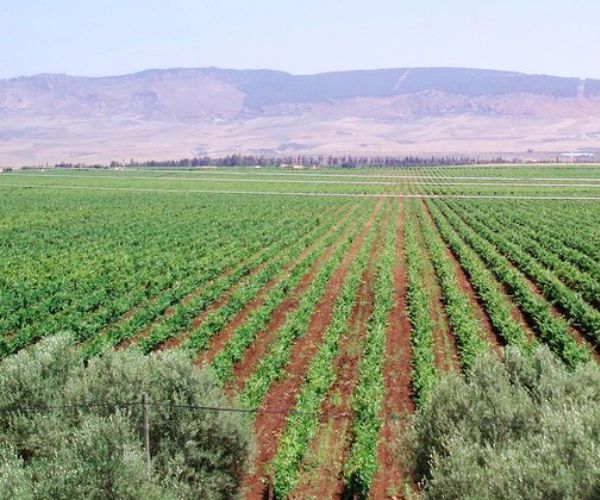 Domaine de Sahari Vin Gris du Maroc Beni M'Tir AOG 2022 - Terroir