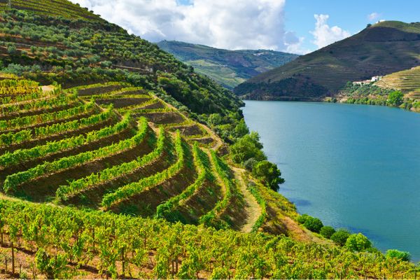 Pacheca Raízes Tinto Douro DOC 2021 - Terroir